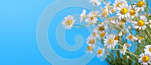 ÃÂ¡hamomile Matricaria recutita, blooming spring flowers on a blue background photo